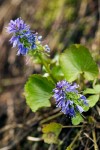 Mountain Kittentails blossoms & foliage