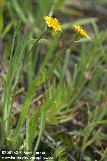 Agoseris heterophylla