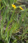 Agoseris heterophylla var. heterophylla