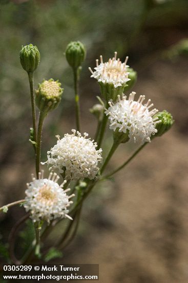 Chaenactis douglasii