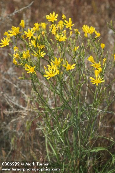 Crepis atribarba