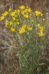 Slender Hawksbeard