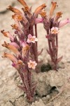 Orobanche fasciculata