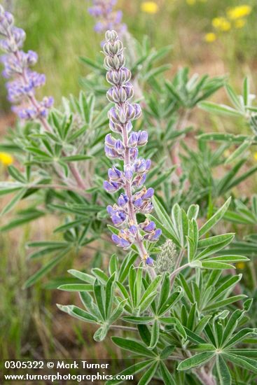 Lupinus bingenensis var. subsaccatus (L. sulphureus var. subsaccatus)
