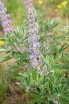 Lupinus bingenensis var. subsaccatus