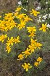 Narrowleaf Goldenweed