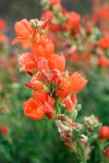 Orange (Munro's) Globemallow blossoms detail