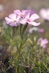 Clustered Phlox blossoms & foliage detail