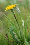 Agoseris glauca