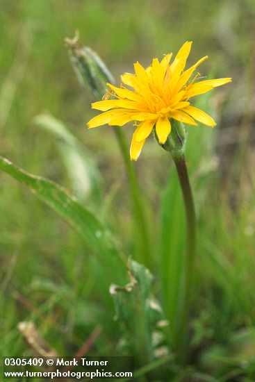 Agoseris glauca var. glauca