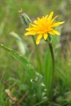 Pale Agoseris blossom detail