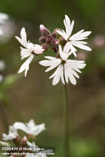 Lithophragma tenellum