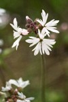 Slender Woodland Star blossoms detail
