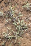 Antennaria flagellaris