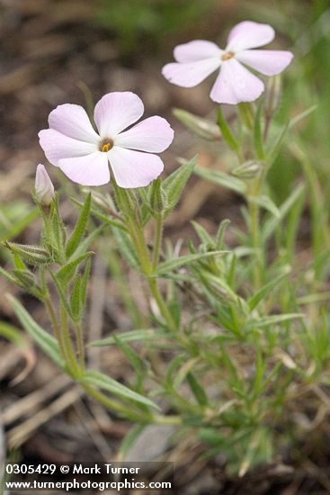 Phlox viscida