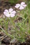 Sticky Phlox blossoms & foliage detail