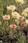 Douglas' Eriogonum blossoms & foliage detail