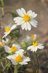 Tidy Tips blossoms