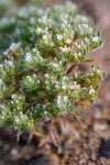 Opening Cryptantha blossoms & foliage detail