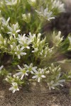 Franklin's Sandwort blossoms & foliage detail