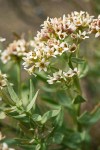 Bastard Toad-flax blossoms & foliage detail