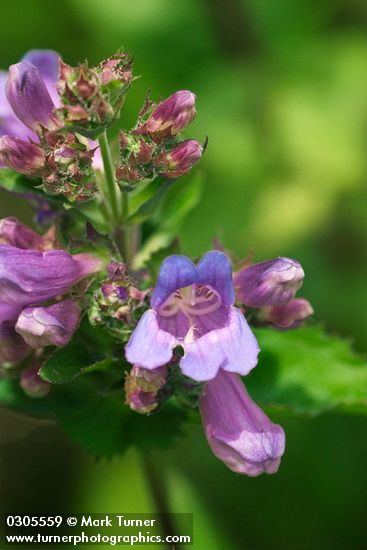 Penstemon ovatus