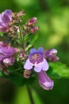 Broad-leaved Penstemon blossoms extreme detail