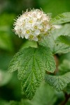 Pacific Ninebark blossoms & foliage detail