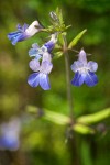 Large-flowered Blue-eyed Mary blossoms
