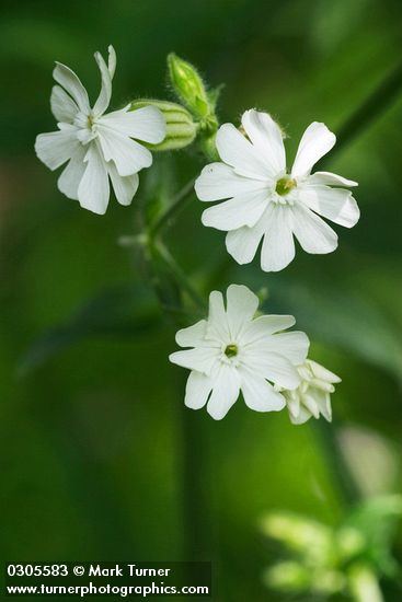 Silene latifolia ssp. alba (Lychnis alba)