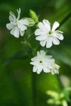 White (Bladder) Campion blossoms detail