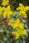 Pacific Sedum