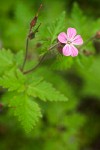 Herb Robert blossom & foliage detail