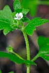 Nemophila parviflora