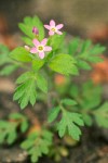 Collomia heterophylla