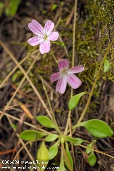 Montia parvifolia