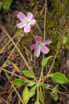 Little-leaf Montia blossoms & foliage detail