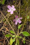 Montia parvifolia