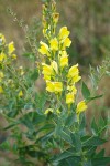 Linaria dalmatica