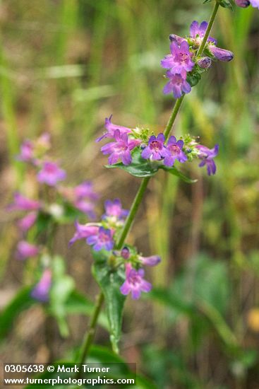 Penstemon subserratus