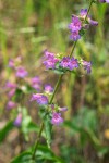 Fine-tooth Penstemon blossoms