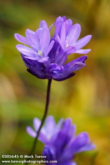 Dichelostemma congestum (Brodiaea congesta)