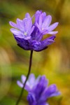 Dichelostemma congestum