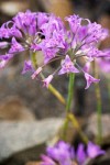 Taper-tip Onion blossoms