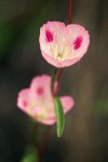 Herald-of-Summer blossom detail