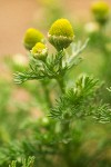 Pineapple Weed blossoms & foliage detail