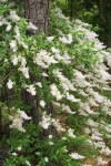 Deer Brush around Ponderosa Pine trunk