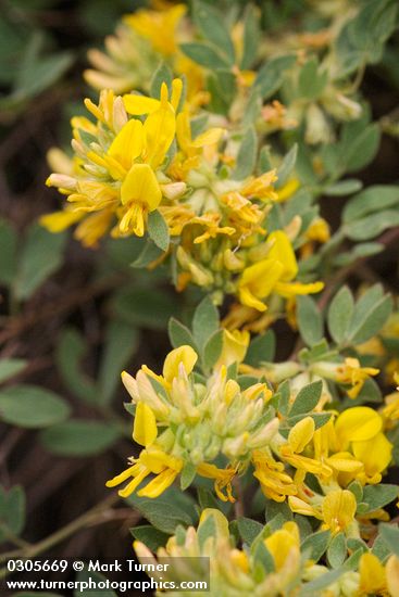 Lotus nevadensis