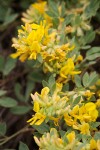 Nevada Deer-vetch blossoms & foliage