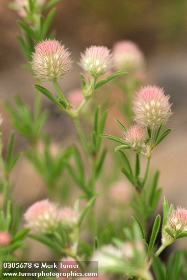 Trifolium arvense